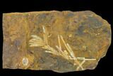 Paleocene Fossil Plant (Parataxodium) - North Dakota #156273-1